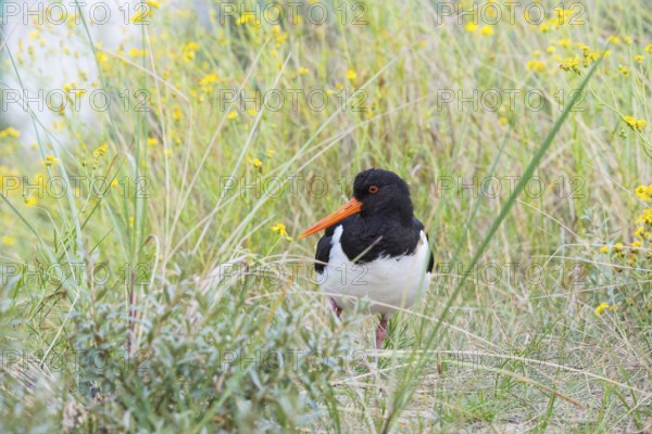 An African oystercatcher (Haematopus ostralegus) with long red beak, red eyes and black and white plumage, standing on one leg on an overgrown dune, grasses and yellow flowering Senecio inaequidens (Senecio inaequidens), close-up, portrait, portrait, looking into the camera, maritime, sea, seabird, wading bird, waders, limicoles, balancing, balance, island dune, Helgoland, Schleswig-Holstein, North Sea, Germany