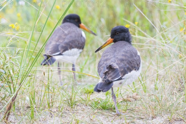 Two young African oystercatchers (Haematopus ostralegus), juvenile, with long red and black beak, red eyes and black and white plumage, standing on an overgrown dune, grasses and yellow flowering Senecio inaequidens (Senecio inaequidens), close-up, portrait, portrait, looking into the camera, one stands on one leg, maritime, sea, seabird, wader, waders, limicoles, balancing, balance, island dune, Heligoland, Schleswig-Holstein, North Sea, Germany