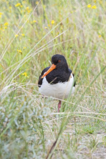 An African oystercatcher (Haematopus ostralegus) with long red beak, red eyes and black and white plumage, standing on one leg on an overgrown dune, grasses and yellow flowering Senecio inaequidens (Senecio inaequidens), close-up, portrait, portrait, looking into the camera, maritime, sea, seabird, wading bird, waders, limicoles, balancing, balance, island dune, Helgoland, Schleswig-Holstein, North Sea, Germany