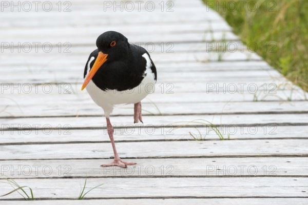 An oystercatcher (Haematopus ostralegus) with a long red beak, red eyes and black and white plumage, standing on one leg on a wooden walkway, close-up, portrait, portrait, looking into the camera, maritime, sea, seabird, wading bird, waders, limicoles, balancing, balance, grass, island dune, Heligoland, Schleswig-Holstein, North Sea, Germany