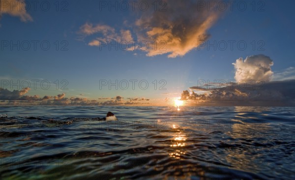 View at sunset with evening sky at sea surface of tropical sea on shark fin Shark fin can be seen at water surface at edge of up to 8850 m deep Yap Trench, Pacific Ocean, Yap Island, Yap State, Caroline Islands, FSM, Federated States of Micronesia, Australia, Oceania