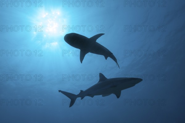 Backlit photograph with silhouette of two sharks (Cargachrhinus) swimming under the sea surface above sun shining through water surface, tropical seas, Indian Ocean, Indo-Pacific, Pacific Ocean