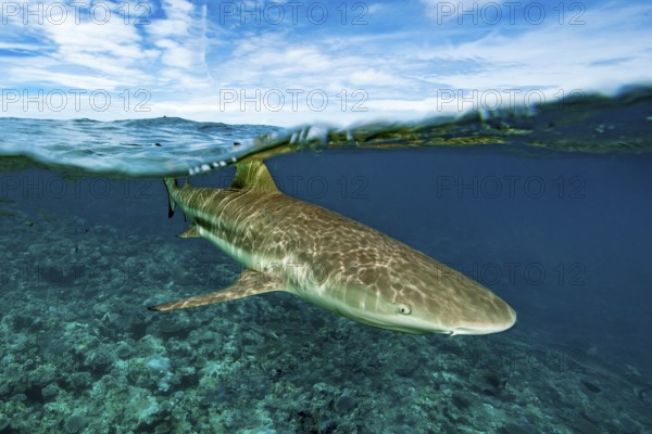 Split shot, half-and-half shot, split shot, photo half above water half underwater of blacktip reef shark (Carcharhinus melanopterus) swimming over coral reef on edge of up to 8850 m deep Yap Trench close to viewer, Pacific Ocean, Yap Island, Yap State, Caroline Islands, FSM, Federated States of Micronesia, Australia, Oceania