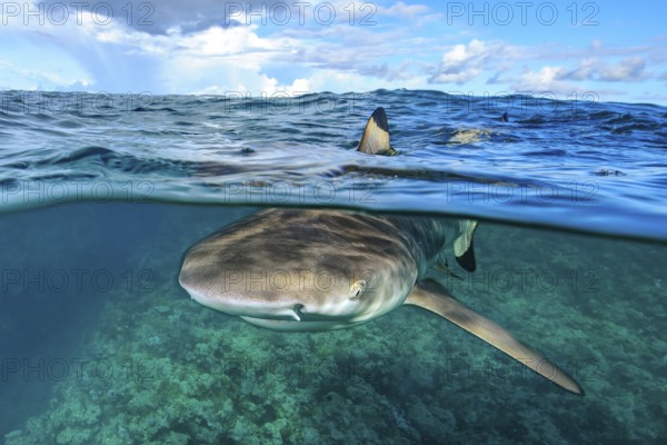 Split shot half-and-half shot split shot, photo half above water half underwater with typical impression of shark fin fin of shark Shark fin can be seen on water surface, blacktip reef shark (Carcharhinus melanopterus) Blacktip reef shark swims below sea surface towards viewer, below reef top of tropical coral reef at the edge of up to 8850 m deep Yap Trench, Pacific Ocean, Yap Island, Yap State, Caroline Islands, FSM, Federated States of Micronesia, Australia, Oceania