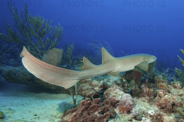 Identification characteristics of Atlantic nurse shark (Ginglymostoma cirratum) shows first and second dorsal fins two dorsal fins far behind head, pectoral fin, long high caudal fin swims through Caribbean coral reef, Caribbean, Western Atlantic