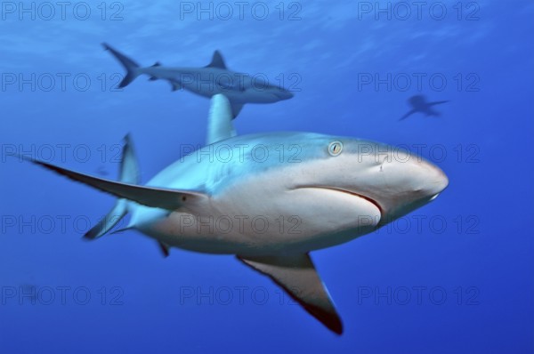 Close-up of Grey reef shark (Carcharhinus amblyrhynchos) swimming with spread fins shark fins shark fins towards observer very close to observer, tropical seas, Indian Ocean, Indo-Pacific, Pacific Ocean