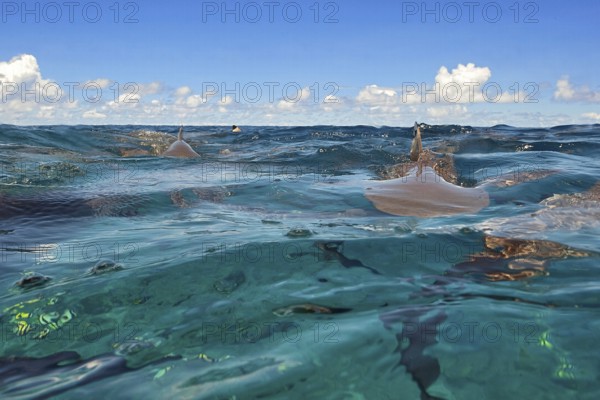 Image at water surface of mock attack of Grey reef shark (Carcharhinus amblyrhynchos) Grey reef shark swimming fast with fin shark fin over sea surface towards viewer, tropical seas, Indian Ocean, Indo-Pacific, Pacific Ocean