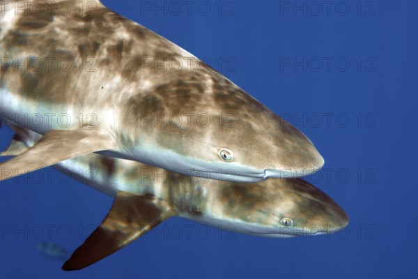 Close-up of head front body front body of pair of Grey reef sharks (Carcharhinus amblyrhynchos) two Grey reef sharks swim close under sea surface in blue sea, sun casts pattern through water surface on shark skin, tropical seas, Indian Ocean, Indo-Pacific, Pacific Ocean