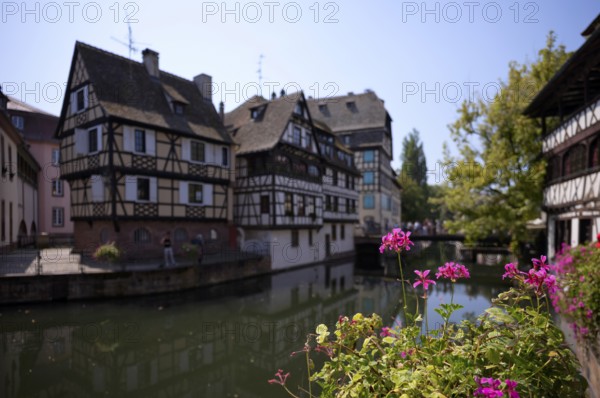 Geraniums, half-timbered houses, canal, historic district Petit France, Strasbourg, Strasbourg, old town, Bas-Rhin, Grand Est, Alsace, France