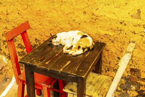 Cat sunbathing on a table in Via Cavour, Capoliveri, Elba Island, Tuscan Archipelago National Park, Tuscany, Italy