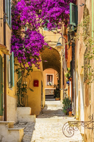 Passageway to Via Roma, purple flowering bougainvillea bush, Elba Island, Tuscan Archipelago National Park, Tuscany, Italy