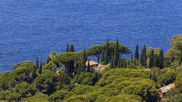 Holiday home directly by the sea, surrounded by umbrella acacias and cypresses, below Capoliveri, Elba Island, Tuscan Archipelago National Park, Tuscany, Italy