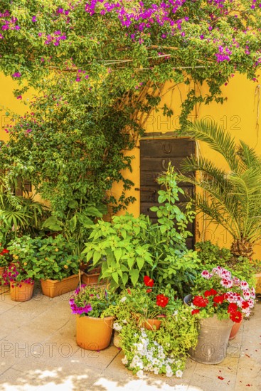 Courtyard decorated with flower pots, Capoliveri, Elba Island, Tuscan Archipelago National Park, Tuscany, Italy