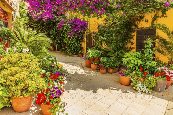 Courtyard decorated with flower pots, Capoliveri, Elba Island, Tuscan Archipelago National Park, Tuscany, Italy