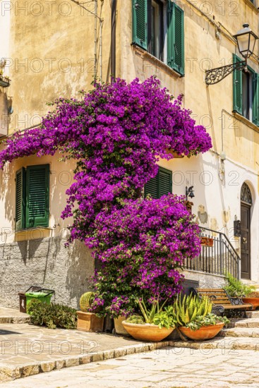 Purple flowering bougainvillea bush on the corner of a house in Piazza A Gramsci, Portoferraio, Elba Island, Tuscan Archipelago National Park, Tuscany, Italy