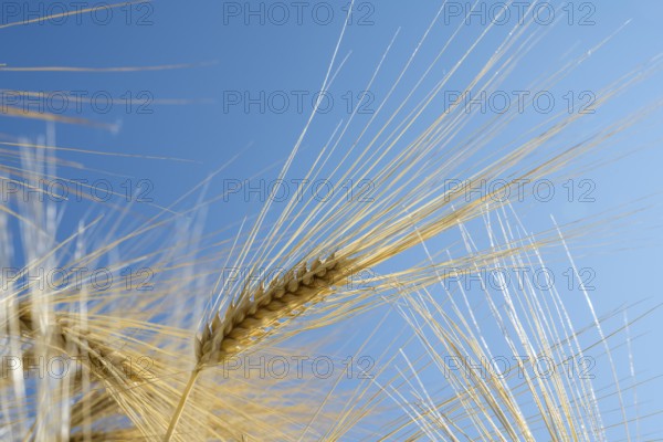 Close-up of a barley ear (Hordeum vulgare), frog perspective, North Rhine-Westphalia, Germany