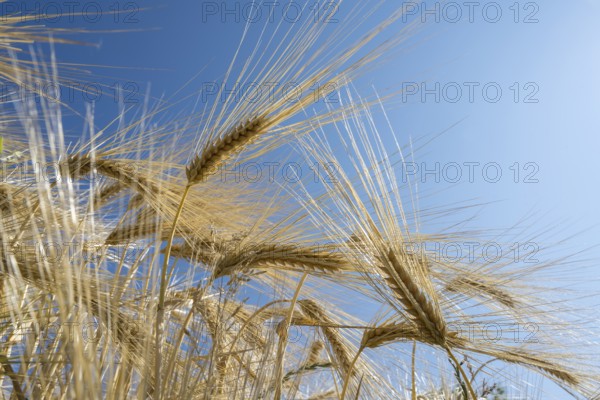 Close-up of a barley ear (Hordeum vulgare), frog perspective, North Rhine-Westphalia, Germany