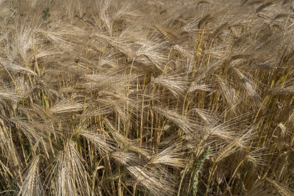 Barley field (Hordeum vulgare), background image, North Rhine-Westphalia, Germany