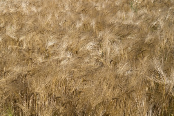 Barley field (Hordeum vulgare), background image, North Rhine-Westphalia, Germany