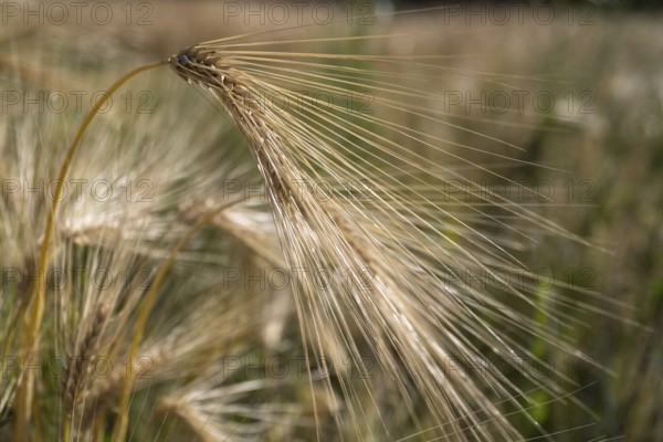 Ear of barley (Hordeum vulgare) in a barley field, North Rhine-Westphalia, Germany