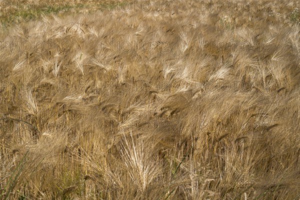 Barley field (Hordeum vulgare), background image, North Rhine-Westphalia, Germany