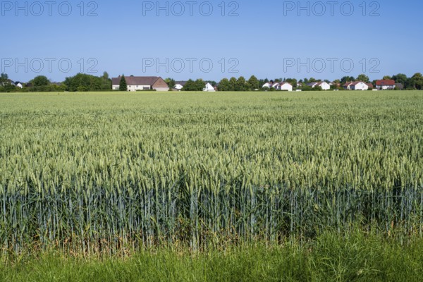 Field with unripe wheat, Kamen, North Rhine-Westphalia, Germany