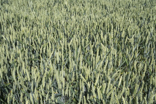 Field with unripe wheat, Kamen, North Rhine-Westphalia, Germany