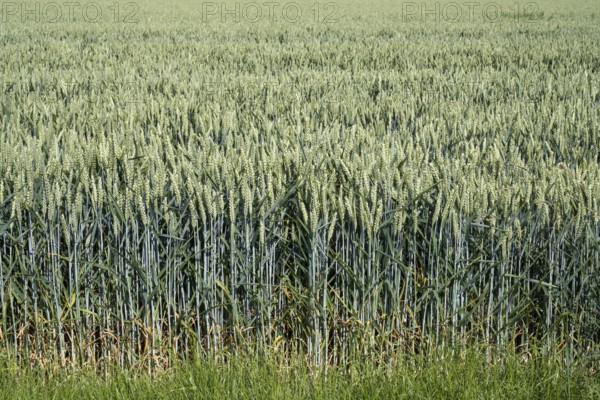 Field with unripe wheat, Kamen, North Rhine-Westphalia, Germany