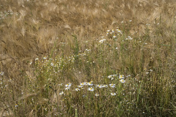 Flowering camomile (Matricaria chamomilla) in a barley field, North Rhine-Westphalia, Germany