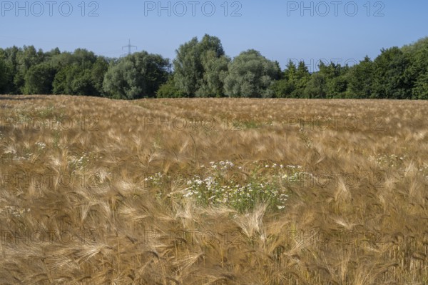 Flowering camomile (Matricaria chamomilla) in a barley field, North Rhine-Westphalia, Germany