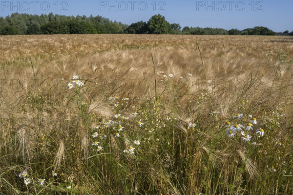 Flowering camomile (Matricaria chamomilla) in a barley field, North Rhine-Westphalia, Germany