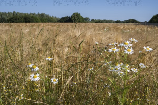 Flowering camomile (Matricaria chamomilla) in a barley field, North Rhine-Westphalia, Germany