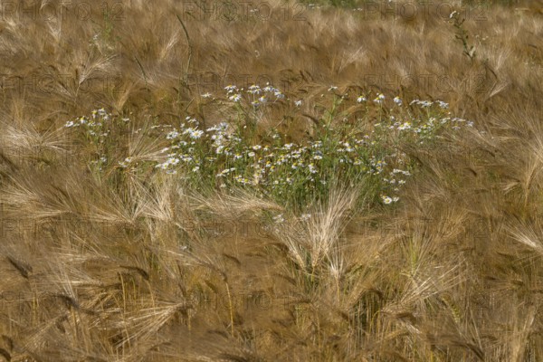 Flowering camomile (Matricaria chamomilla) in a barley field, North Rhine-Westphalia, Germany