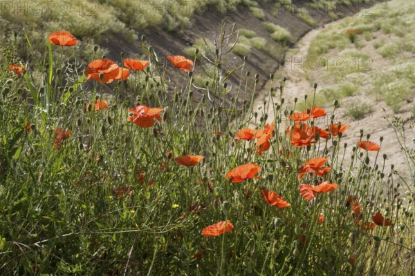 Flowering poppy (Papaver rhoeas), North Rhine-Westphalia, Germany