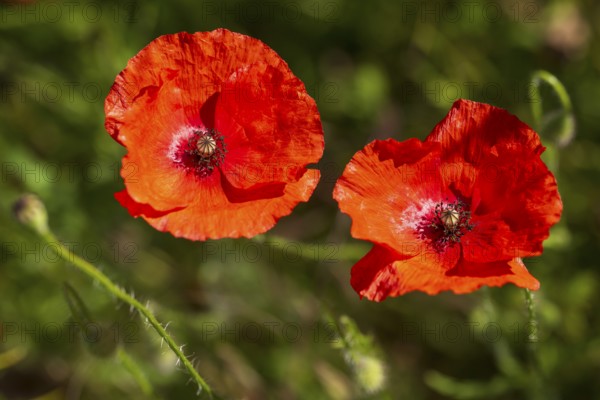 Two poppy flowers (Papaver rhoeas), North Rhine-Westphalia, Germany