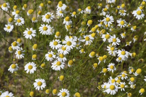 Field with flowering chamomile (Matricaria chamomilla), North Rhine-Westphalia, Germany