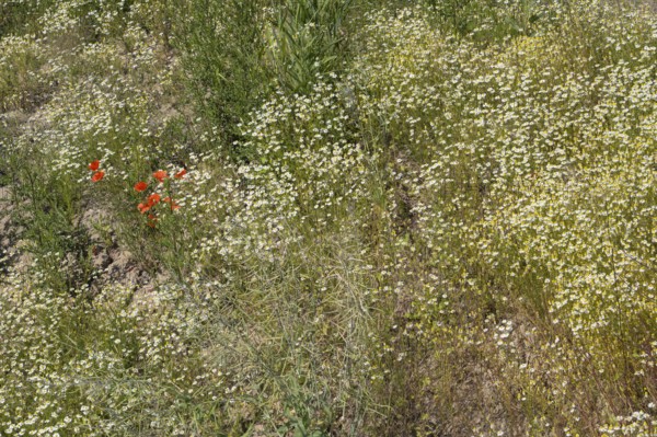 Field with flowering chamomile (Matricaria chamomilla) and flowering poppy (Papaver rhoeas) North Rhine-Westphalia, Germany