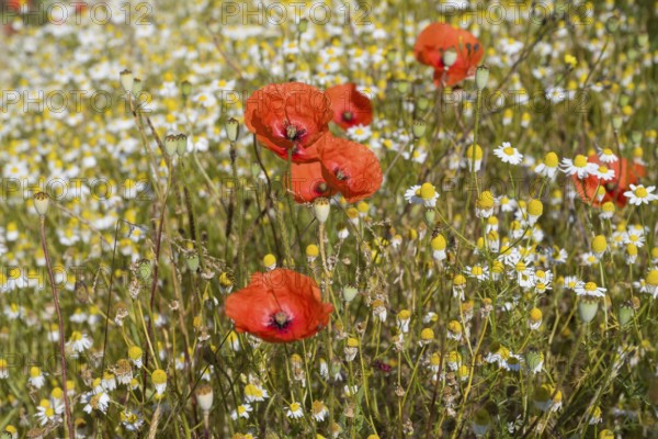 Field with flowering chamomile (Matricaria chamomilla) and flowering poppy (Papaver rhoeas) North Rhine-Westphalia, Germany