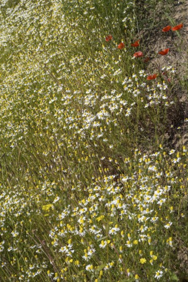 Field with flowering chamomile (Matricaria chamomilla) and flowering poppy (Papaver rhoeas) North Rhine-Westphalia, Germany