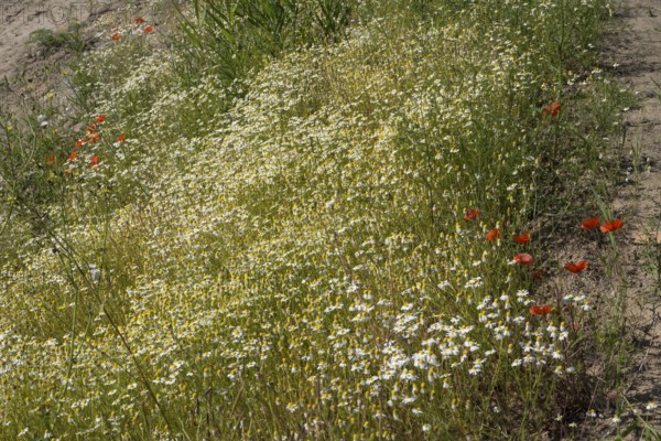 Field with flowering chamomile (Matricaria chamomilla) and flowering poppy (Papaver rhoeas) North Rhine-Westphalia, Germany