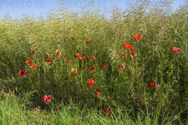 Flowering poppy (Papaver rhoeas) in front of a faded rape field, North Rhine-Westphalia, Germany
