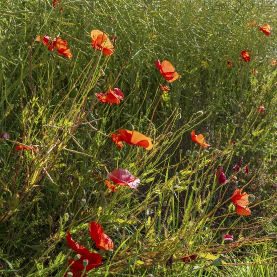 Flowering poppy (Papaver rhoeas) in front of a faded rape field, North Rhine-Westphalia, Germany