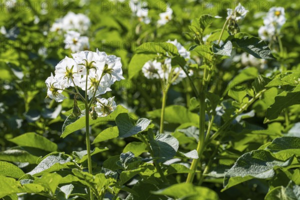 Field with flowering potato plants (Solanum tuberosum), North Rhine-Westphalia, Germany