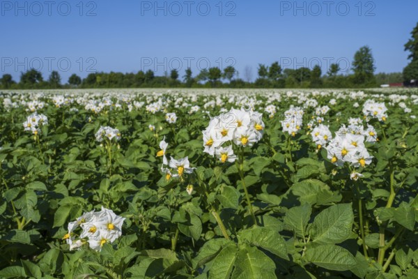 Field with flowering potato plants (Solanum tuberosum), Kamen, North Rhine-Westphalia, Germany