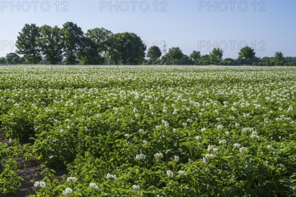 Field with flowering potato plants (Solanum tuberosum), Kamen, North Rhine-Westphalia, Germany
