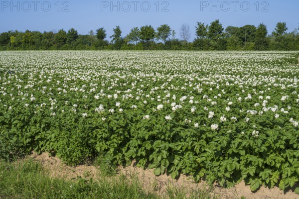 Field with flowering potato plants (Solanum tuberosum), Kamen, North Rhine-Westphalia, Germany