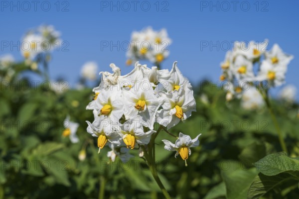 Flowering potato plant (Solanum tuberosum) in a potato field, North Rhine-Westphalia, Germany