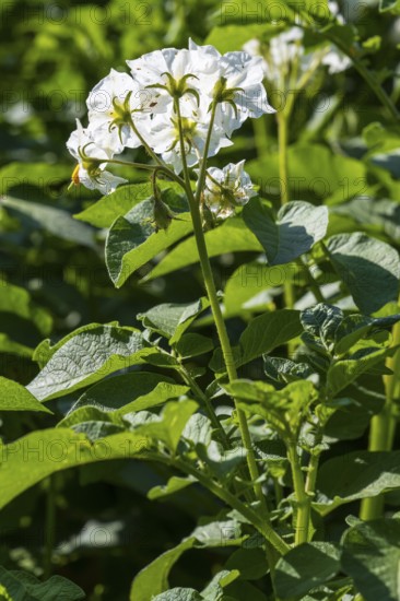 Flowering potato plant (Solanum tuberosum) in a potato field, flowering from behind, North Rhine-Westphalia, Germany