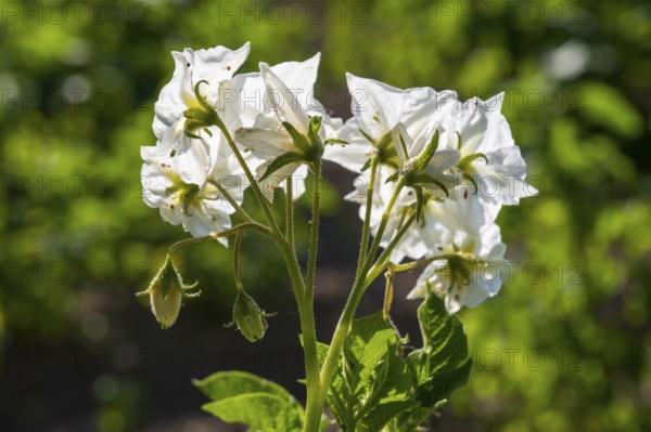Flowering potato plant (Solanum tuberosum) in a potato field, flowering from behind, North Rhine-Westphalia, Germany
