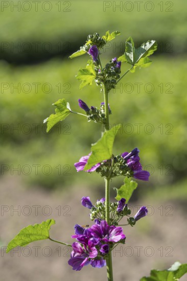 Common mallow (Malva sylvestris) with flowers, North Rhine-Westphalia, Germany